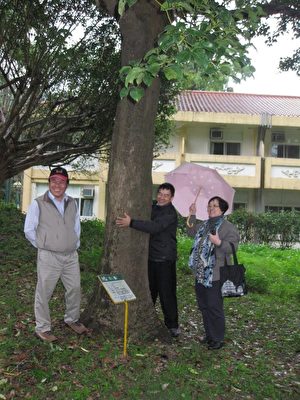 1989年由黃瑞祥博士提供扦插苖，成功復育在嘉義農場的牛樟樹（中）。（黃瑞祥提供）